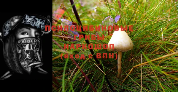 ГАЛЛЮЦИНОГЕННЫЕ ГРИБЫ Осинники